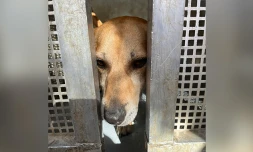 Salazie : les pompiers cherchent celui qui sauvera à son tour ce petit toutou [?]