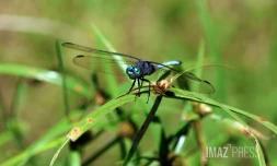 libellule mare Ă poule d'eau , salazie