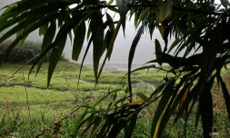 Grand-Etang 