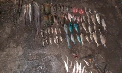 Braconnage réserve marine