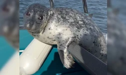 [Vidéo] Poursuivi par des orques, un phoque saute à bord d’un bateau pour se mettre à l’abri