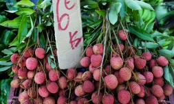 Fruits de saison 
