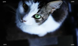 chat alors 