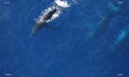 baleines