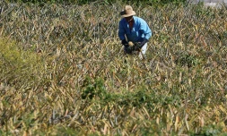 planteur Ananas 