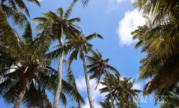 paysages cocotiers 