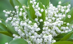 Muguet 1er mai