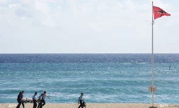 Requins