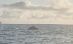 Baleines Saint-Paul 