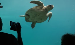 Les Journées réunionnaises des tortues marines reviennent à Kelonia