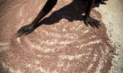 Dans le Soudan du Sud en mai 2017, une femme fait sécher de petites quantités de sorgho