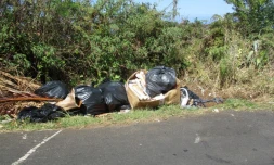 Band cochon, déchetterie sauvage à l'Etang-Salé