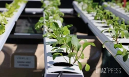 Foire agricole de Bras Panon