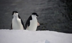 Retour en Antarctique