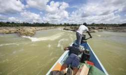 PrĂšs de la commune d'Apatou en Guyane, le 6 novembre 2024, les pirogues circulent trĂšs difficilement en raison de la baisse du fleuve Maroni provoquĂ©e par la sĂ©cheresse ( AFP / Ronan LIĂTAR )