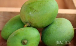 mangue verte