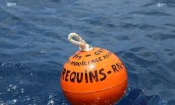 Cap Requins Roches Noires