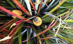 Ananas