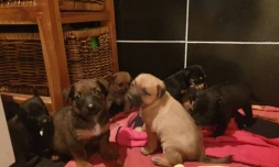 Sainte-Clotilde : 15 chiots torturés ont été récupérés