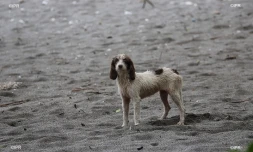 chiens 