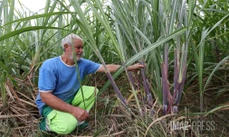 Trois mois après Garance, les planteurs alertent sur une filière qui joue sa survie
