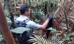 Braconniers de palmistes, gare à vous, l'ONF surveille