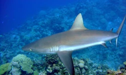 À propos du requin juvénile du bassin de Manapany