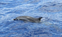 Dauphins observés