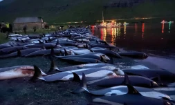 Iles Féroé : 1.428 dauphins massacrés lors d'une chasse traditionnelle 