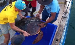 3 tortues récupérée par le Centre de soins de Kelonia