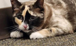 États-Unis: envoyé par erreur dans un colis Amazon, un chat de l'Utah retrouvé en Californie [?]