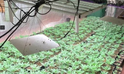 Traffic de stupéfiants : 2337 plants de zamal saisit par les gendarmes à Saint-Joseph, 2 personnes placées en détention provisoire