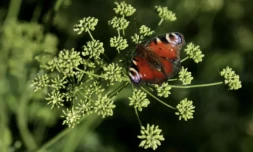Les papillons peuvent polliniser les fleurs grùce à une charge d'électricité statique qu'ils emmagasinent en volant ( AFP / Adnan Beci )
