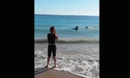 Requin proche du rivage