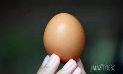 oeuf de poule