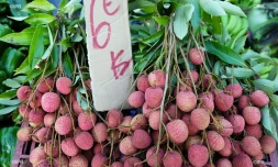 Fruits de saison 