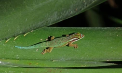 Gecko vert de Manapany 
