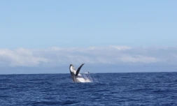 Sauts de baleines photographiés par Globice