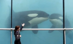 Le Marineland à Antibes, le 17 mars 2016 ( AFP / VALERY HACHE )