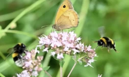 Élisabeth Borne a présenté la version finale de la troisième "stratégie nationale biodiversité" (SNB), dont l'effondrement est "une menace existentielle" pour les sociétés ( AFP / Damien MEYER )