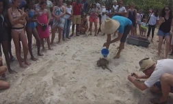 tortue