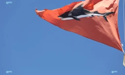 Drapeau Requin 