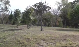 Foret de l\'Etang-Salé 