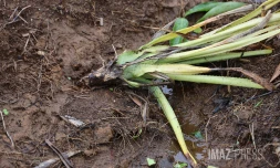 dégats cyclone Belal chez une agricultrice