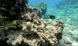 Vue d'un récif corallien dans les eaux de la mer Rouge prÚs de la ville israélienne d'Eilat, le 14 septembre 2023 ( AFP / MENAHEM KAHANA )