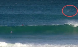 J-Bay interrompu par des squales
