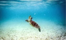  Une tortue verte à Lizard Island, dans la Grande Barrière de Corail, au nord de la ville de Cairns, en Australie, le 5 avril 2024 DAVID GRAY / AFP/Archives