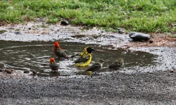 oiseaux 