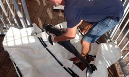 L'Hermitage : un dauphin d'électre - nouveau-né - échoué dans le lagon