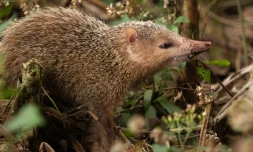 Tangue : la chasse ouverte pour réguler la population de cette espèce exotique